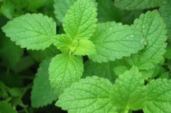O mercado de menta em 2022