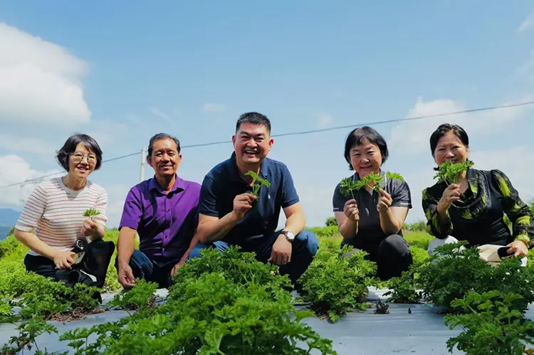 Pesquisa e Estudo de Yunnan, de Odowell, em agosto de 2025