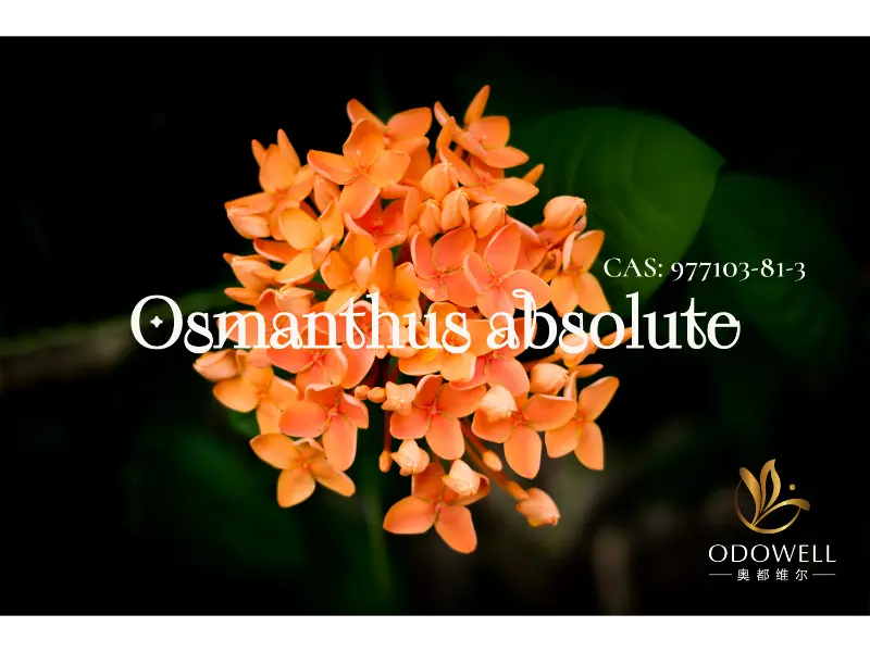 Osmanthus Absolute – Assinatura Natural da ODOWELL para Florais Orientais Elegantes
